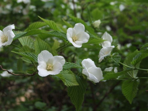 白花棣棠 白花棣棠圖片