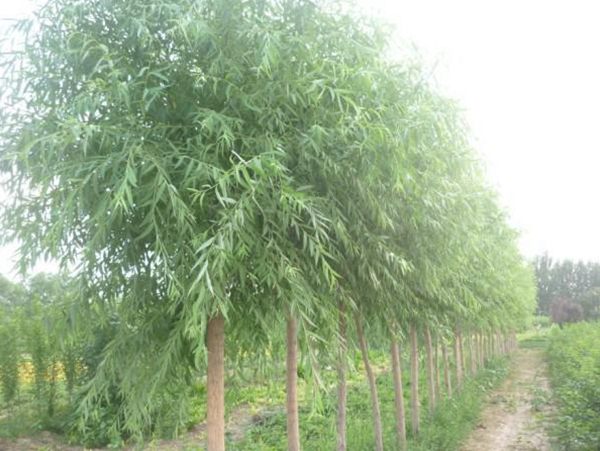 饅頭柳圖片饅頭柳基地實拍 饅頭柳圖片饅頭柳基地實拍