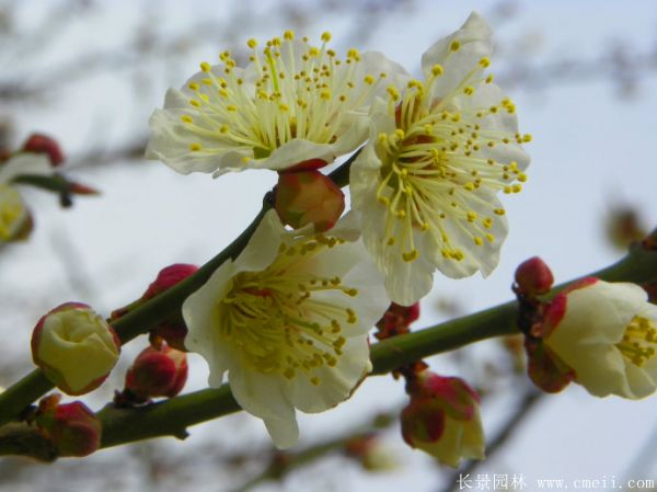 綠梅