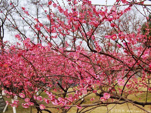 批發(fā)供應(yīng)紅梅和骨里紅梅，規(guī)格齊全、價格低