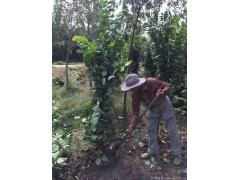 叢生紫荊