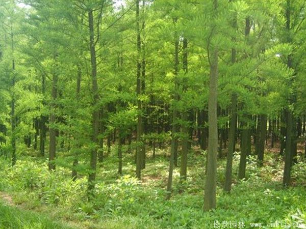水杉樹圖片水杉樹基地實拍
