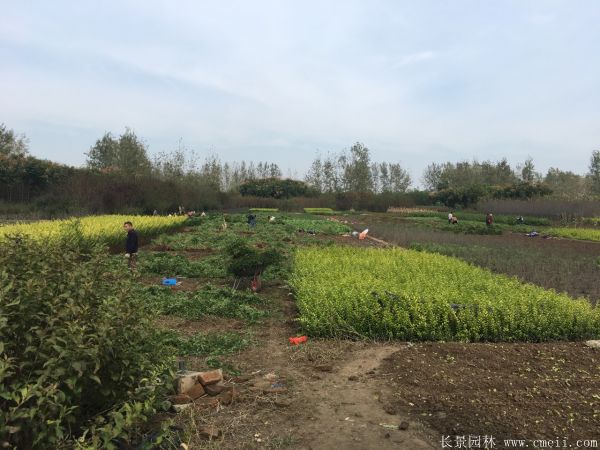 紅刺梅種子發芽出苗圖片
