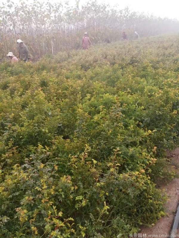 紅刺梅種子發芽出苗圖片