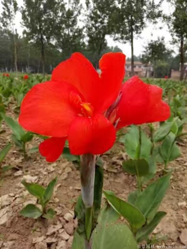 美人蕉圖片基地實拍 美人蕉圖片基地實拍