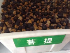 菩提子