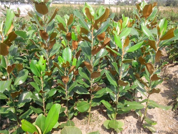 廣玉蘭種子發芽出苗圖片 廣玉蘭種子發芽出苗圖片