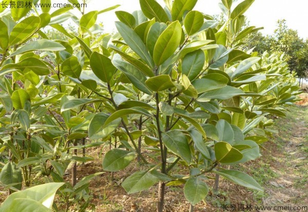廣玉蘭種子發芽出苗圖片 廣玉蘭種子發芽出苗圖片
