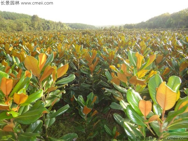 廣玉蘭種子發芽出苗圖片 廣玉蘭種子發芽出苗圖片