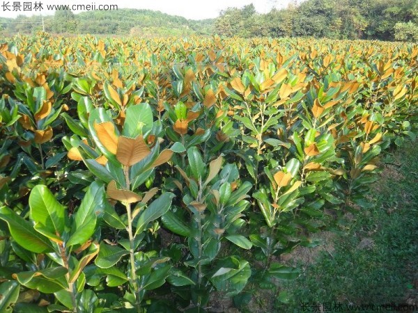 廣玉蘭種子發芽出苗圖片 廣玉蘭種子發芽出苗圖片
