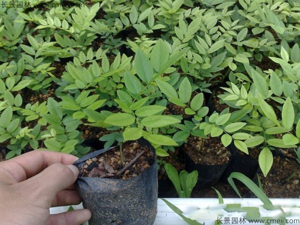 黃花梨種子發芽出苗圖片 黃花梨種子發芽出苗圖片