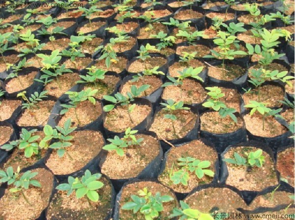 黃花梨種子發芽出苗圖片 黃花梨種子發芽出苗圖片
