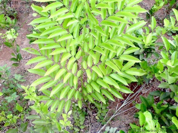 黃花梨種子發芽出苗圖片 黃花梨種子發芽出苗圖片
