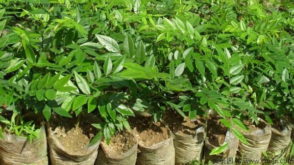 黃花梨種子發芽出苗圖片 黃花梨種子發芽出苗圖片