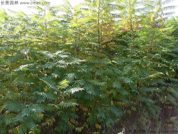 火炬樹種子發(fā)芽出苗圖片 火炬樹種子發(fā)芽出苗圖片