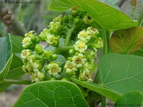 麻瘋樹種子發(fā)芽出苗圖片 麻瘋樹種子發(fā)芽出苗圖片