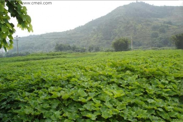 麻瘋樹種子發(fā)芽出苗圖片 麻瘋樹種子發(fā)芽出苗圖片