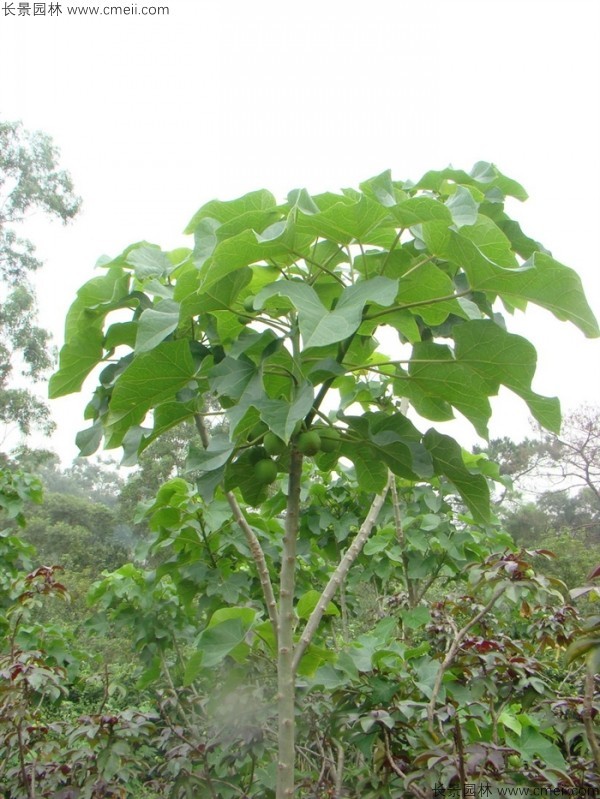 麻瘋樹種子發(fā)芽出苗圖片 麻瘋樹種子發(fā)芽出苗圖片