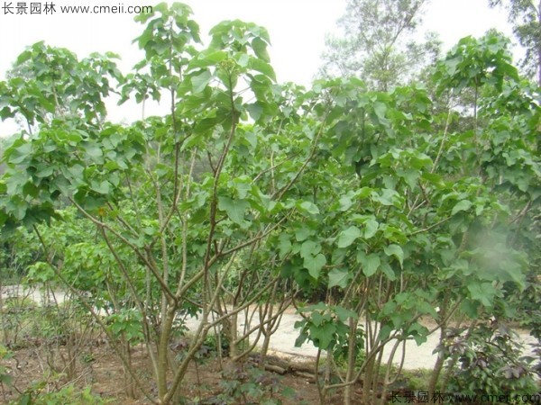 麻瘋樹種子發(fā)芽出苗圖片 麻瘋樹種子發(fā)芽出苗圖片