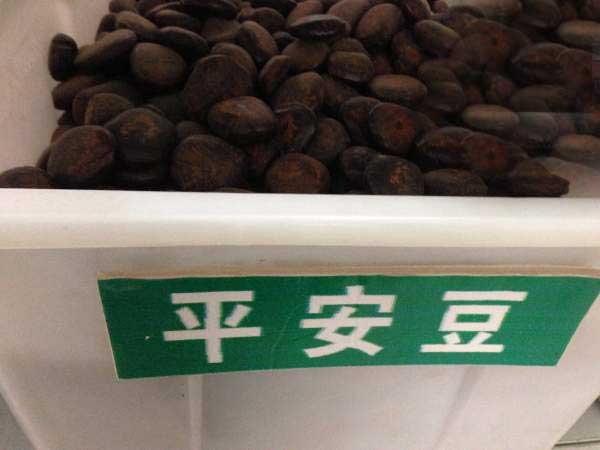 平安豆種子圖片 平安豆種子圖片