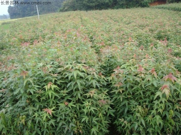 青楓種子發芽出苗圖片 青楓種子發芽出苗圖片