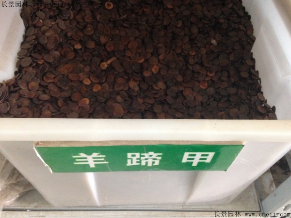 羊蹄甲種子圖片 羊蹄甲種子圖片