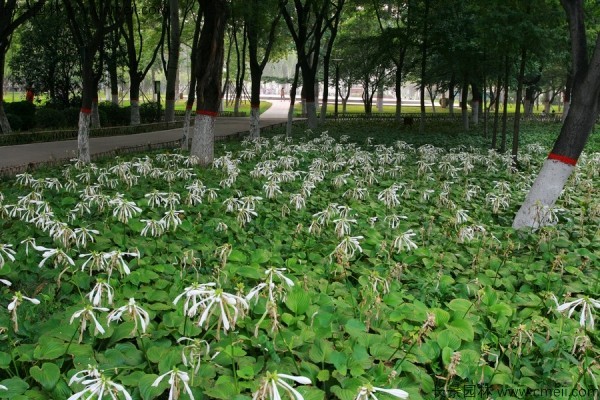 玉簪種子發芽出苗圖片 玉簪種子發芽出苗圖片