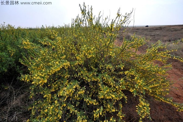 檸條種子發芽出苗開花圖片 檸條種子發芽出苗開花圖片