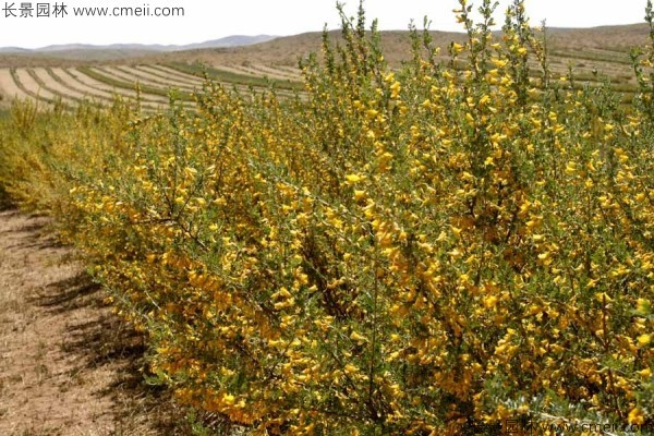 檸條種子發芽出苗開花圖片 檸條種子發芽出苗開花圖片
