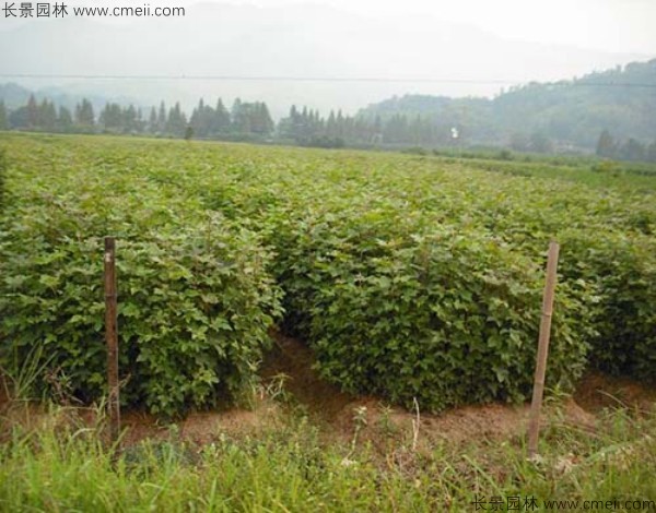 楓香種子發芽出苗圖片 楓香種子發芽出苗圖片