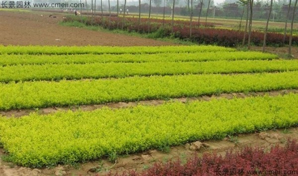 金葉女貞種子發芽出苗圖片 金葉女貞種子發芽出苗圖片