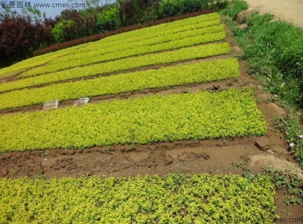 金葉女貞種子發芽出苗圖片 金葉女貞種子發芽出苗圖片