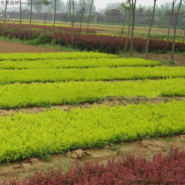 金葉女貞種子發芽出苗圖片 金葉女貞種子發芽出苗圖片
