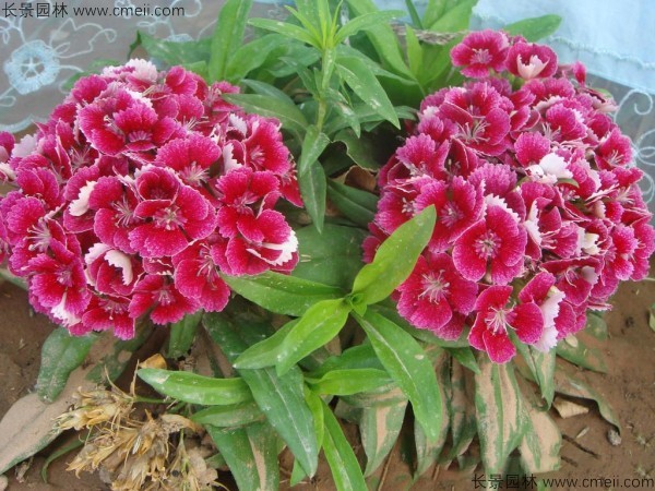 瞿麥種子發芽出苗開花圖片 瞿麥種子發芽出苗開花圖片