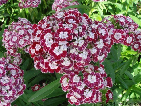 瞿麥種子發芽出苗開花圖片 瞿麥種子發芽出苗開花圖片