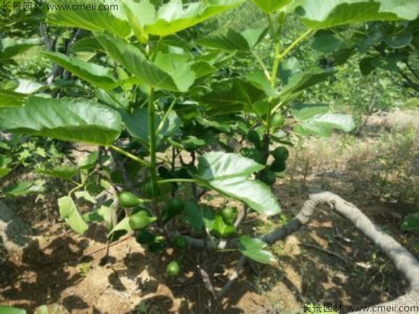 無花果種子發芽出苗圖片 無花果種子發芽出苗圖片