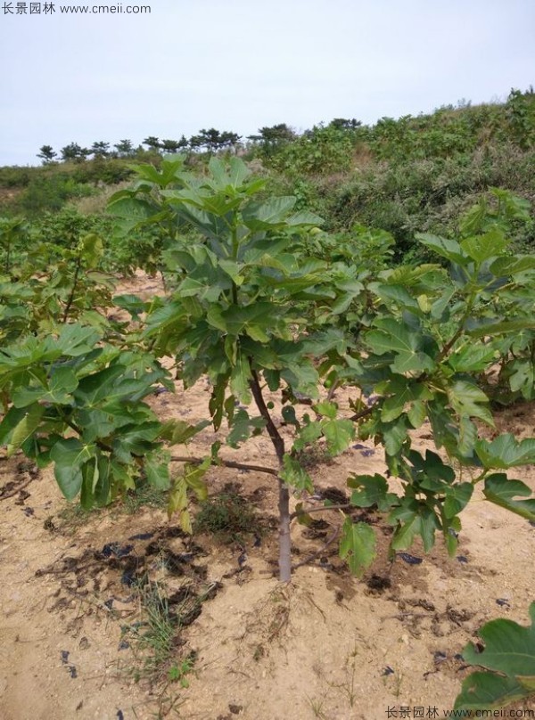 無花果種子發芽出苗圖片 無花果種子發芽出苗圖片