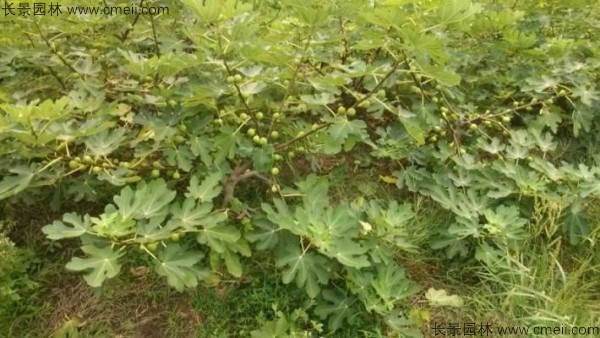 無花果種子發芽出苗圖片 無花果種子發芽出苗圖片