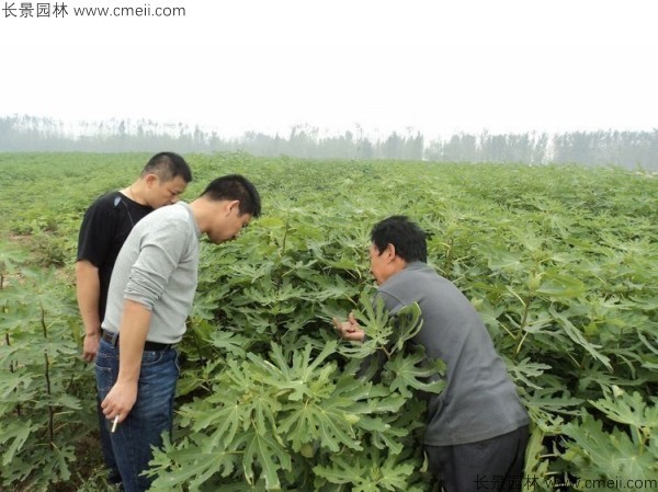 無花果種子發芽出苗圖片 無花果種子發芽出苗圖片