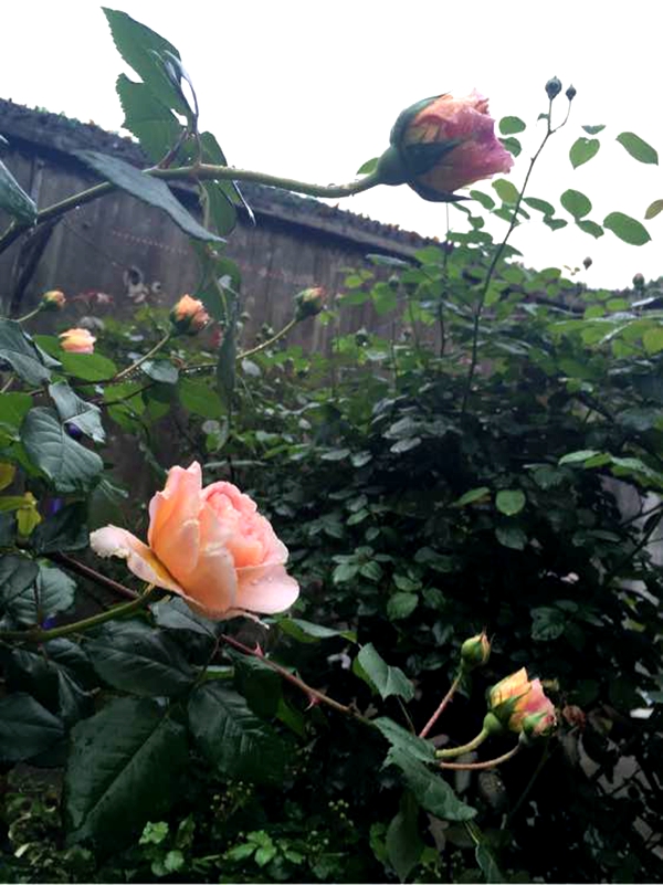 沭陽歐月基地