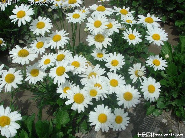 白晶菊 白晶菊