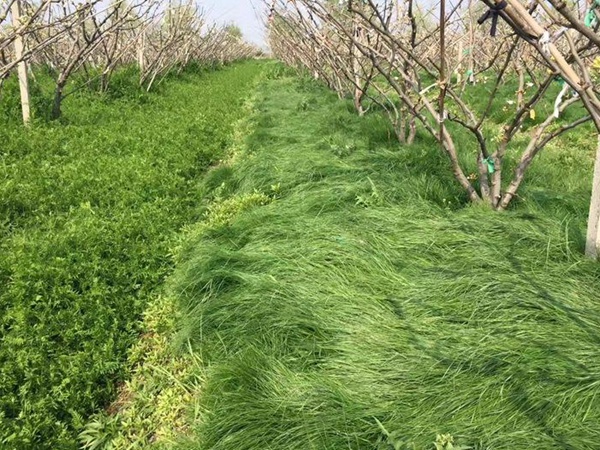 鼠茅草 鼠茅草