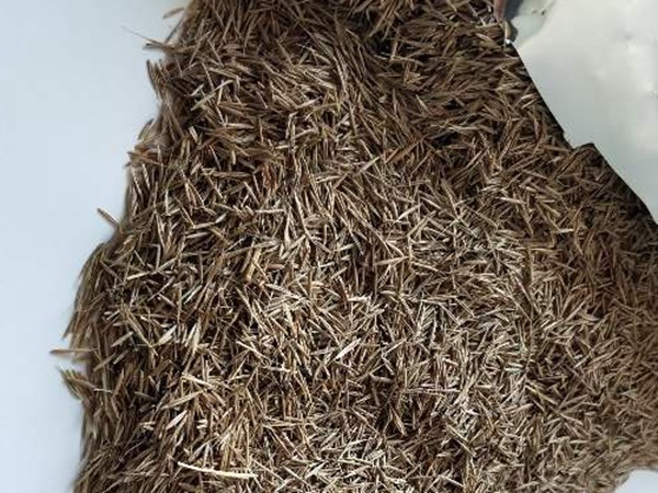 鼠茅草種子 鼠茅草種子