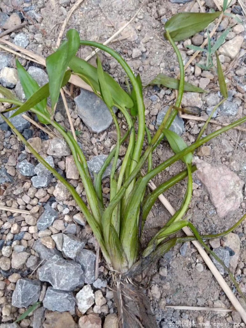 水生濕地植物梭魚(yú)草 水生濕地植物梭魚(yú)草