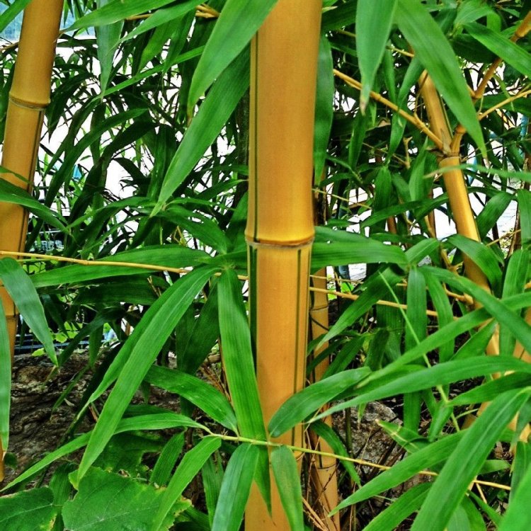 黃金竹 黃金竹